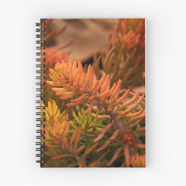 Item preview, Colors of Winter Sedum designed and sold by Debra Martz.