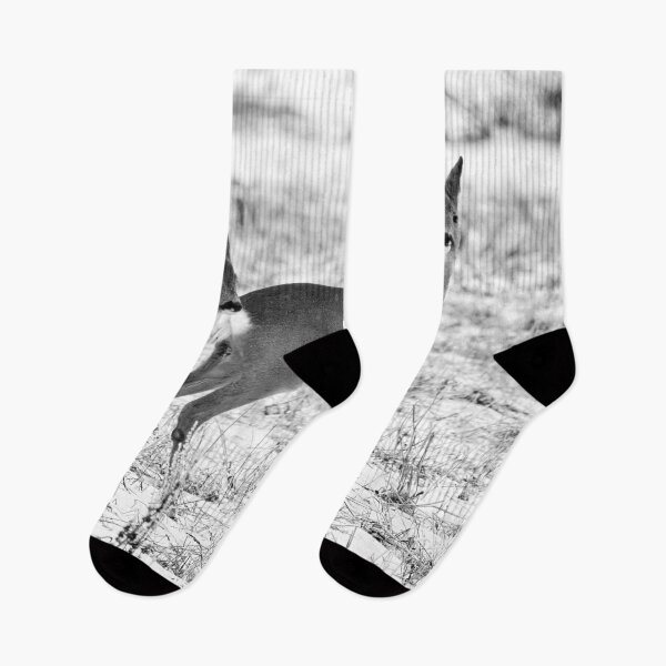 Item preview, Some tension rising. Roe deer bw designed and sold by Jouko Lehto Photography.