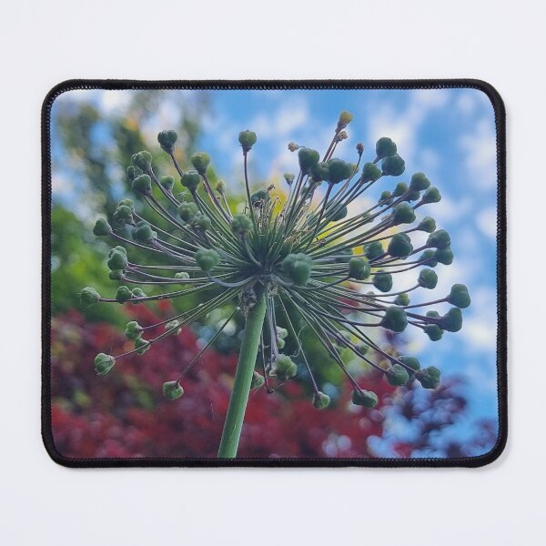 Item preview, An allium seed head. designed and sold by suespaintroom.