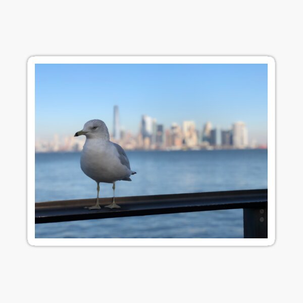 Vista previa del artículo con la obra «Gaviota amistosa de Nueva York», diseñado y vendido por cvferkix.