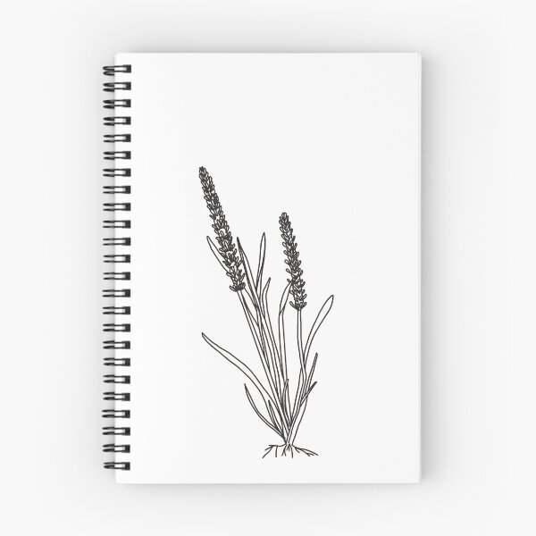 Item preview, Wooly Plantain - Plantago patagonica  designed and sold by kvictoria1.