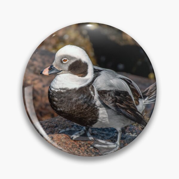 Item preview, The Long-Tailed Duck designed and sold by Tom McPherson Photography.