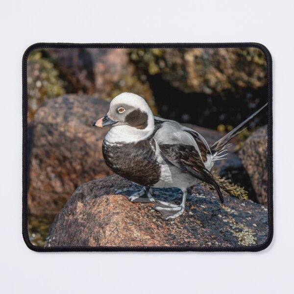 Item preview, The Long-Tailed Duck designed and sold by Tom McPherson Photography.