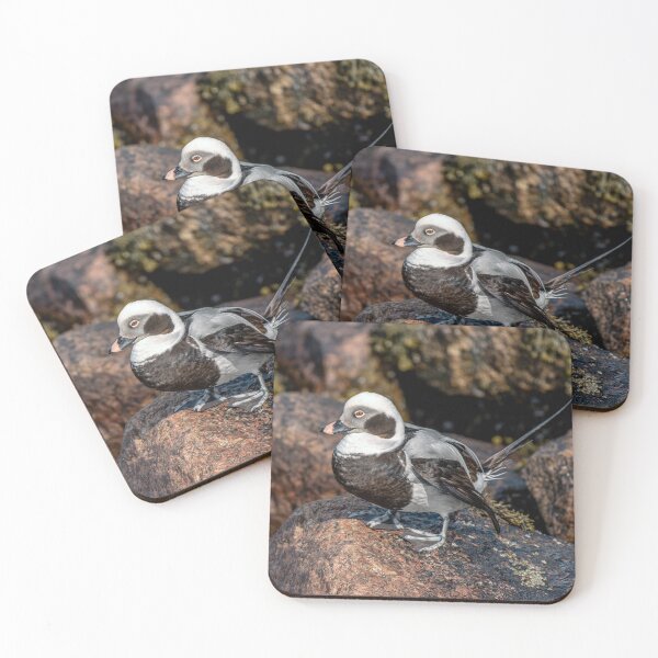 Item preview, The Long-Tailed Duck designed and sold by Tom McPherson Photography.