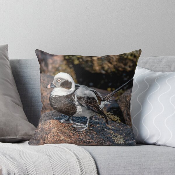 Item preview, The Long-Tailed Duck designed and sold by Tom McPherson Photography.