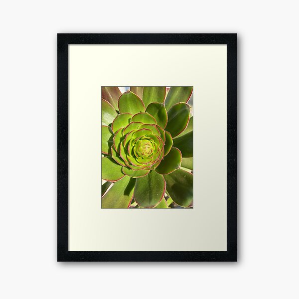 Item preview, Succulent Burst Prep designed and sold by SucculentLovers.