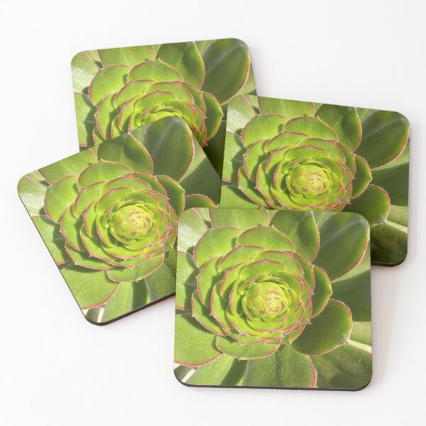 Item preview, Succulent Burst Prep designed and sold by SucculentLovers.