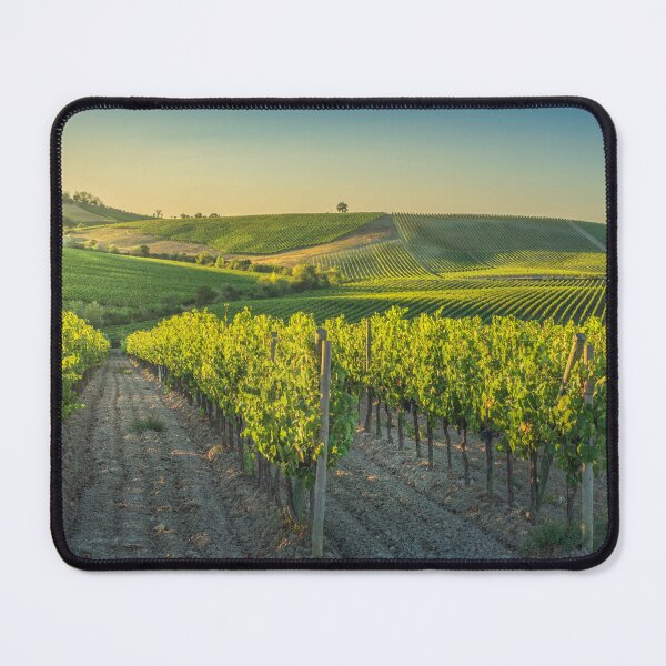 Item preview, Vineyards at sunset. Castellina in Chianti. Tuscany, Italy designed and sold by Stefano Orazzini.