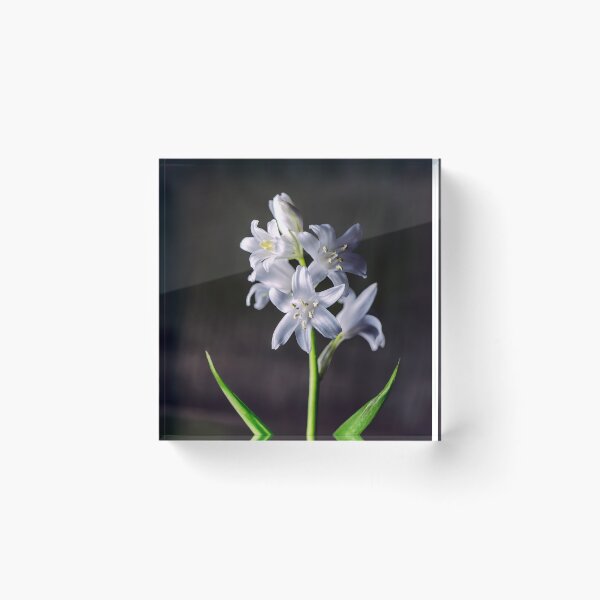 Item preview, Spanish Bluebells designed and sold by Tom McPherson Photography.