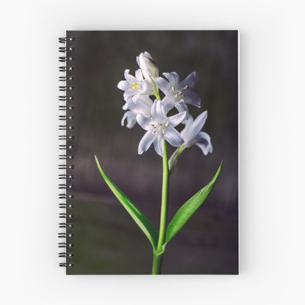 Item preview, Spanish Bluebells designed and sold by Tom McPherson Photography.