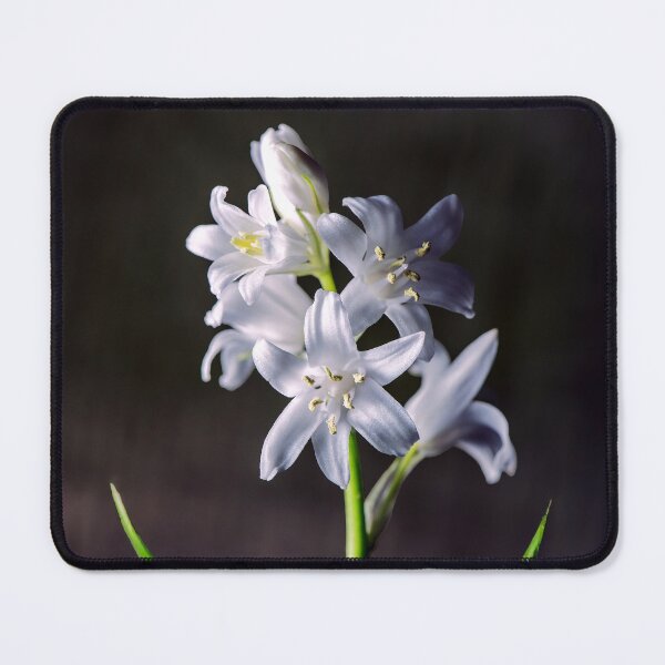 Item preview, Spanish Bluebells designed and sold by Tom McPherson Photography.