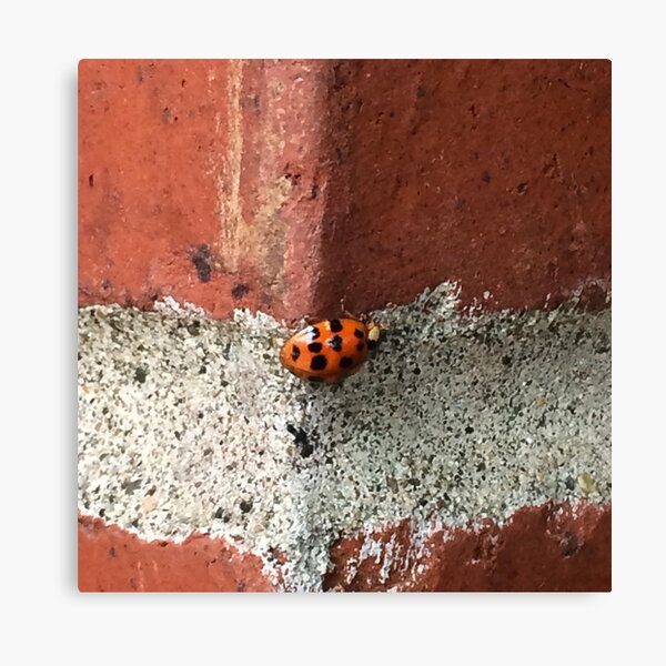Item preview, Ladybug Wish designed and sold by BAShort.