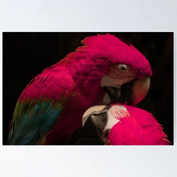 Item preview, Loving Parrots designed and sold by polsodipolpo.