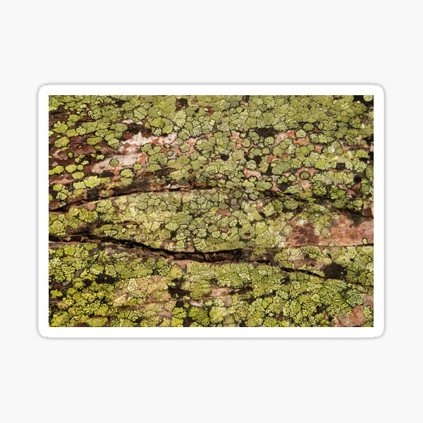 Natural Lichen Sticker
