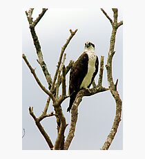 Osprey in naked tree Photographic Print