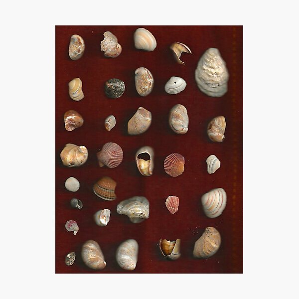 Item preview, Shells designed and sold by Anya's Crafts.
