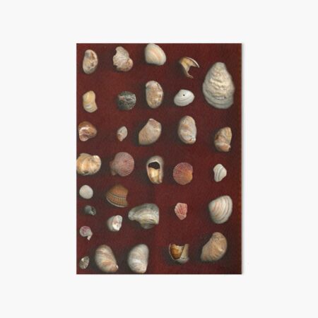 Artikel-Vorschau von Muscheln, designt und verkauft von Anya's Crafts.