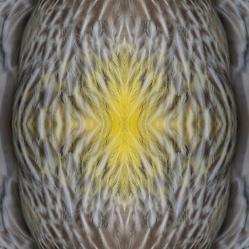 Artwork thumbnail, Wattle Bird Feathers at Magpie Springs by Adelaide Artist Avril Thomas by MagpieSprings