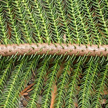 Artwork thumbnail, Norfolk Island Pine at Magpie Springs by Avril Thomas by MagpieSprings