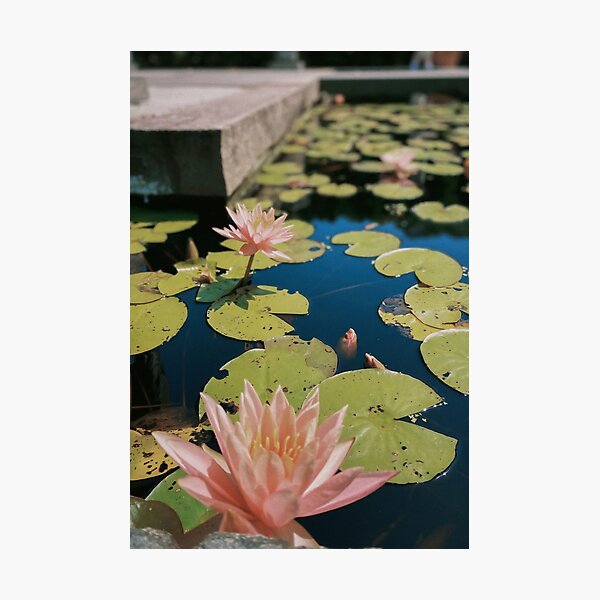 Item preview, Lotus Pond | Portrait designed and sold by Laurenrfphoto.