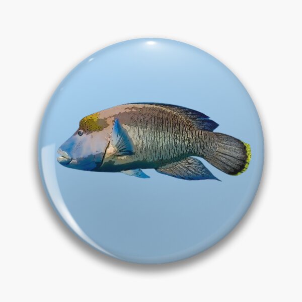 Item preview, Maori Humphead Wrasse Color Design  designed and sold by designsasstultd.