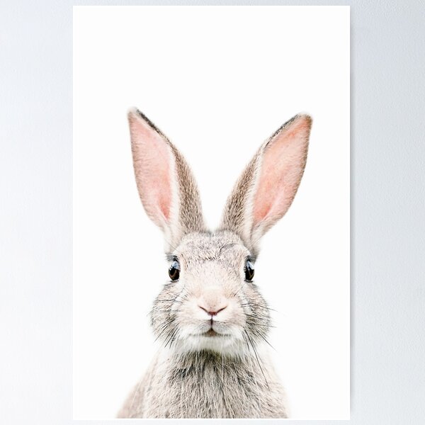 Bunny Poster