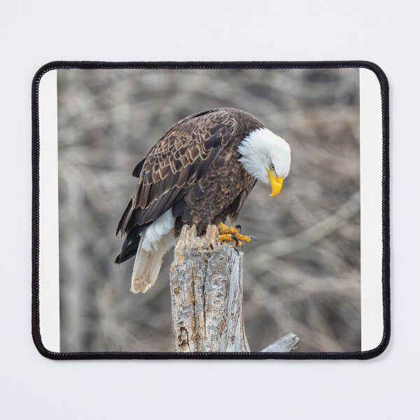 Item preview, Don't Make Me Come Down designed and sold by DawsonImages.