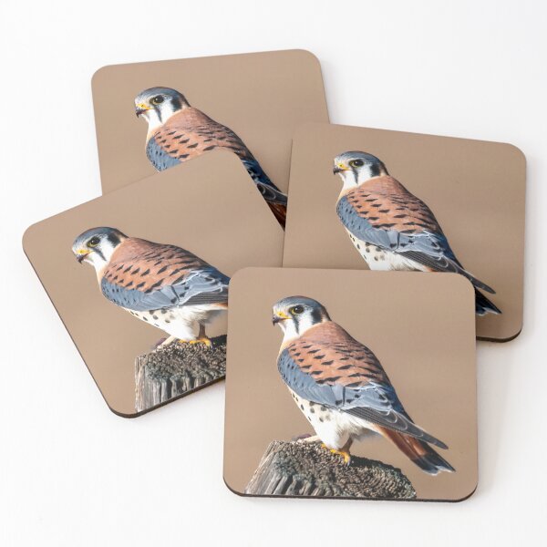 Item preview, American Kestrel Perched designed and sold by DawsonImages.