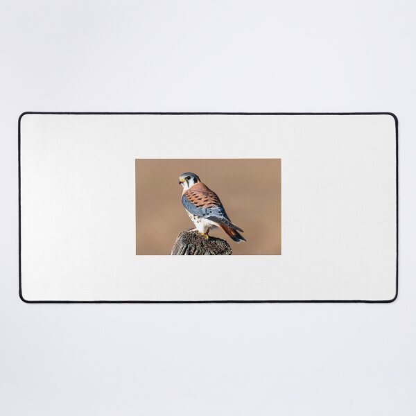 Item preview, American Kestrel Perched designed and sold by DawsonImages.