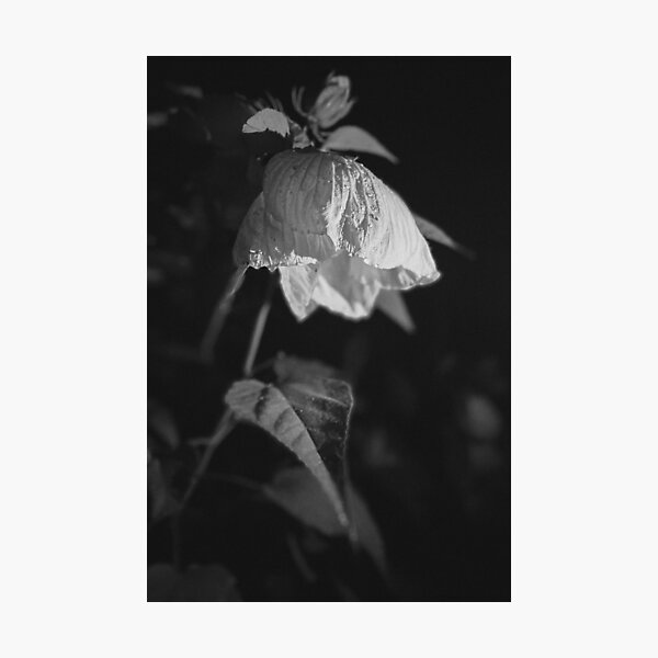 Vista previa del artículo con la obra «Camila | Blanco y negro», diseñado y vendido por Laurenrfphoto.