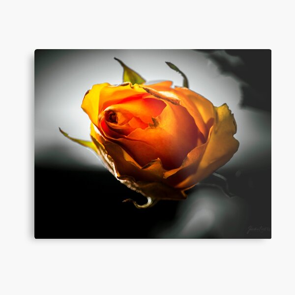 Aperçu de l'œuvre Orange Rose créée et vendue par JCoPhotography.