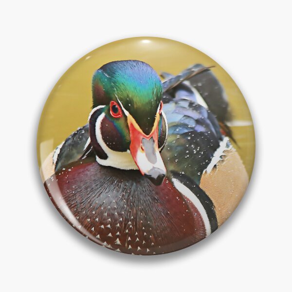 Item preview, Stunning Wood Duck in the Water designed and sold by walkswithnature.