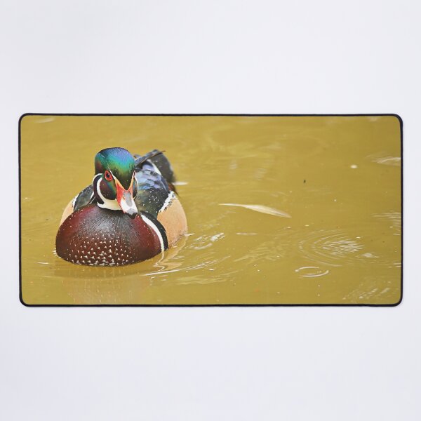 Item preview, Stunning Wood Duck in the Water designed and sold by walkswithnature.