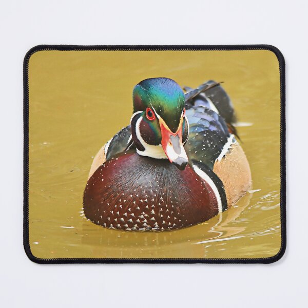 Item preview, Stunning Wood Duck in the Water designed and sold by walkswithnature.