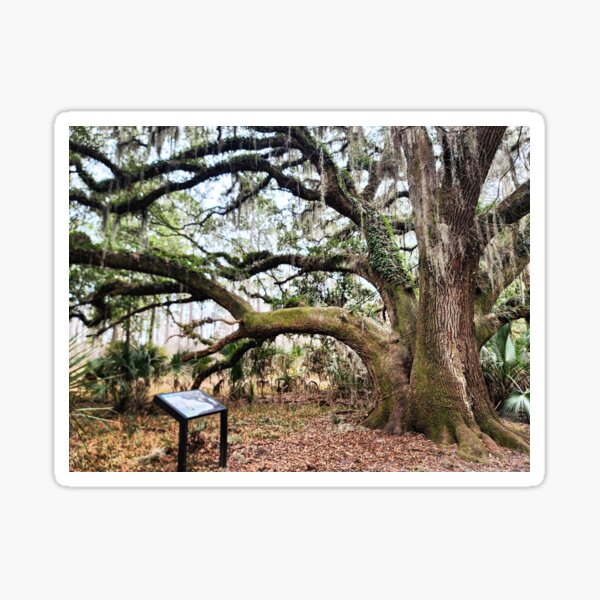 Item preview, Moss Covered Tree designed and sold by JennyYoungblood.