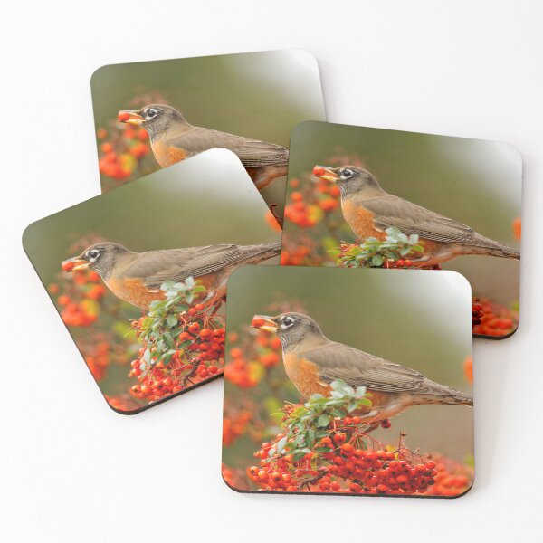 Item preview, Stunning American Robin on Scarlet Firethorn Bush designed and sold by walkswithnature.