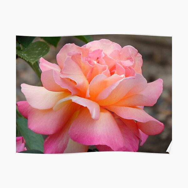 Petal Soft Poster