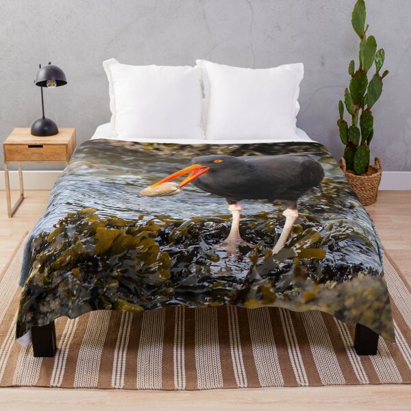 Item preview, Black Oystercatcher with Clam on Seaweed-Strewn Beach designed and sold by walkswithnature.