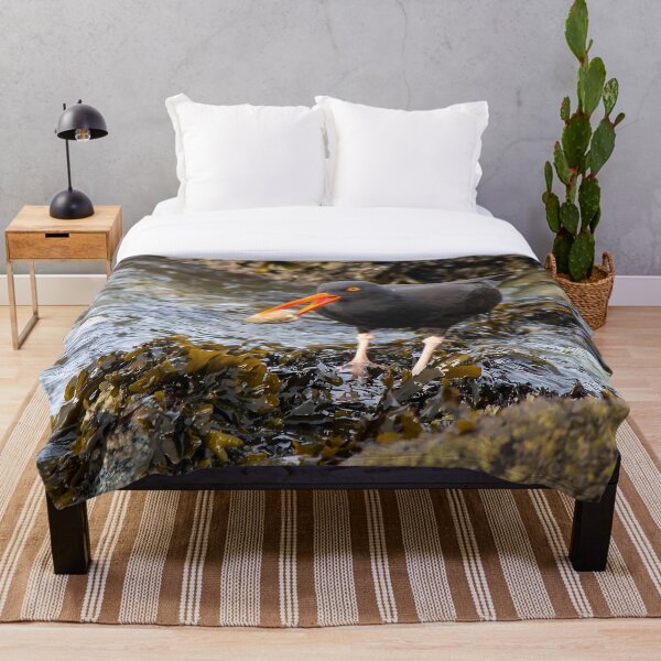 Item preview, Black Oystercatcher with Clam on Seaweed-Strewn Beach designed and sold by walkswithnature.