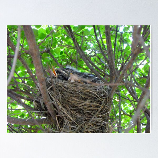 Item preview, Nest of baby Robins  designed and sold by Jan  Tribe.