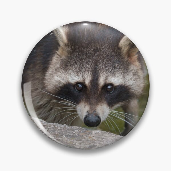Item preview, Raccoon Makes Direct Eye Contact designed and sold by rawshutterbug.
