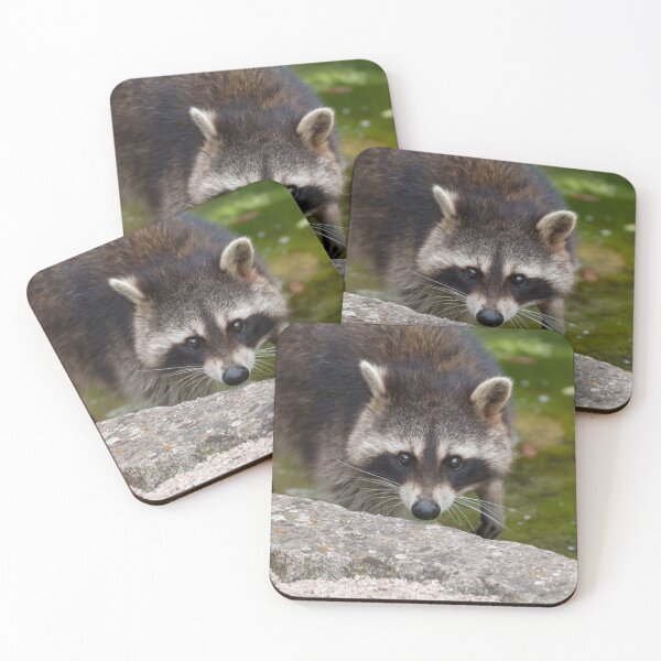 Item preview, Raccoon Makes Direct Eye Contact designed and sold by rawshutterbug.