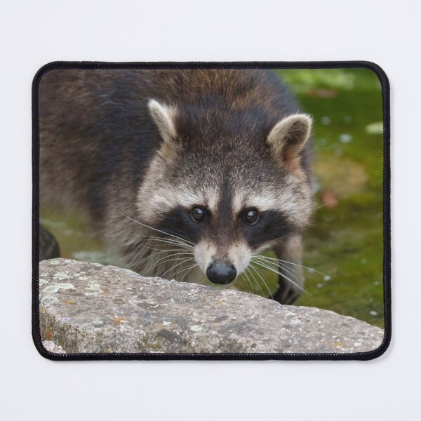 Item preview, Raccoon Makes Direct Eye Contact designed and sold by rawshutterbug.