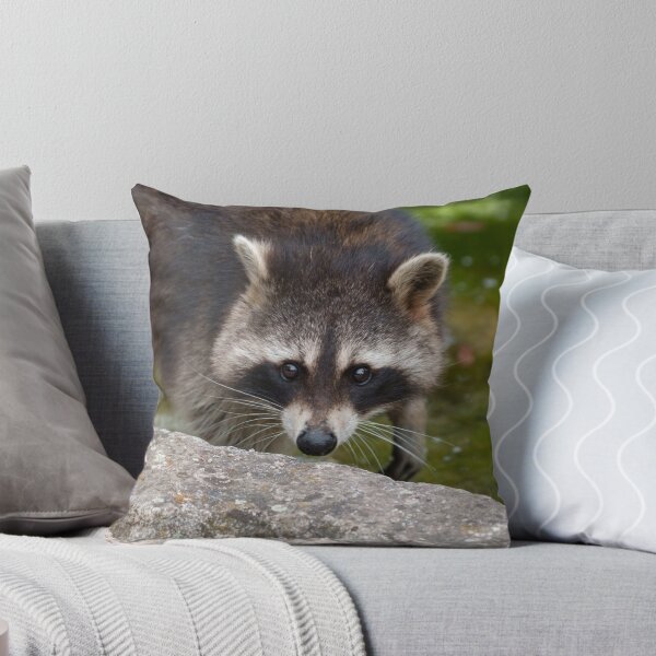 Item preview, Raccoon Makes Direct Eye Contact designed and sold by rawshutterbug.