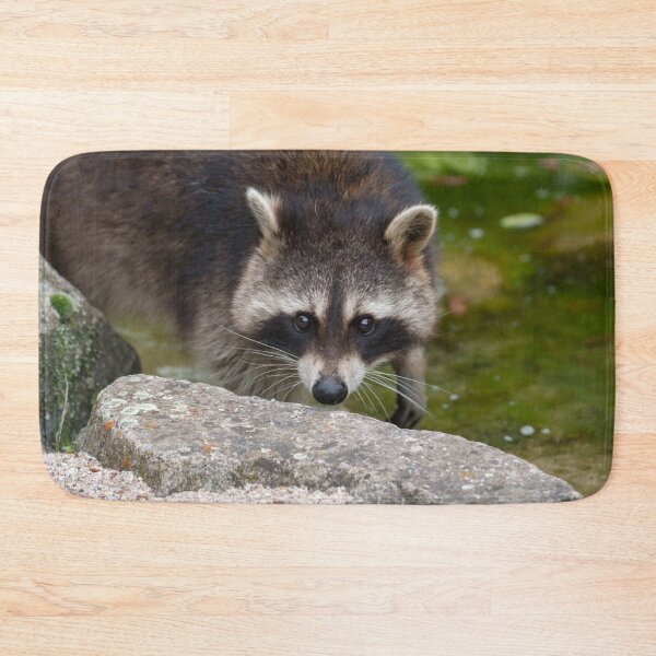 Item preview, Raccoon Makes Direct Eye Contact designed and sold by rawshutterbug.
