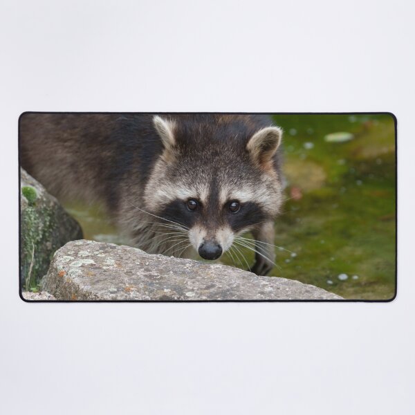 Item preview, Raccoon Makes Direct Eye Contact designed and sold by rawshutterbug.