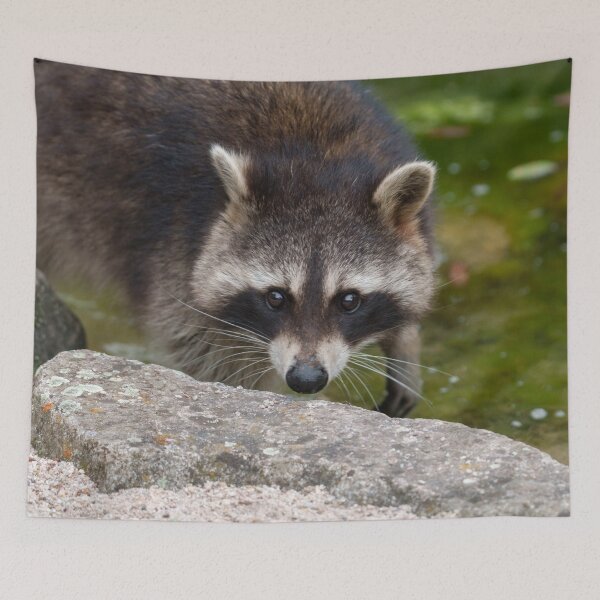 Item preview, Raccoon Makes Direct Eye Contact designed and sold by rawshutterbug.