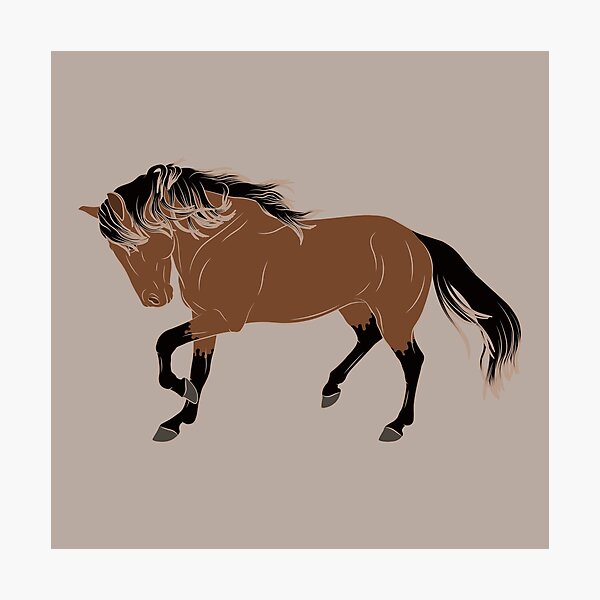 Aperçu de l'œuvre Cheval Barbe Espagnol, dessin cheval rouanné, cheval de selle, races de chevaux des États Unis créée et vendue par WebEquitation®.