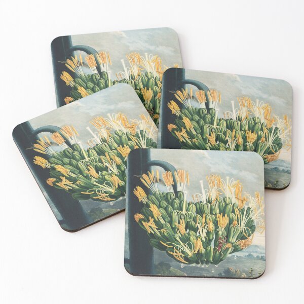 Item preview, Vintage Agave Botanical Illustration by Robert John Thornton designed and sold by InnerCitadel.