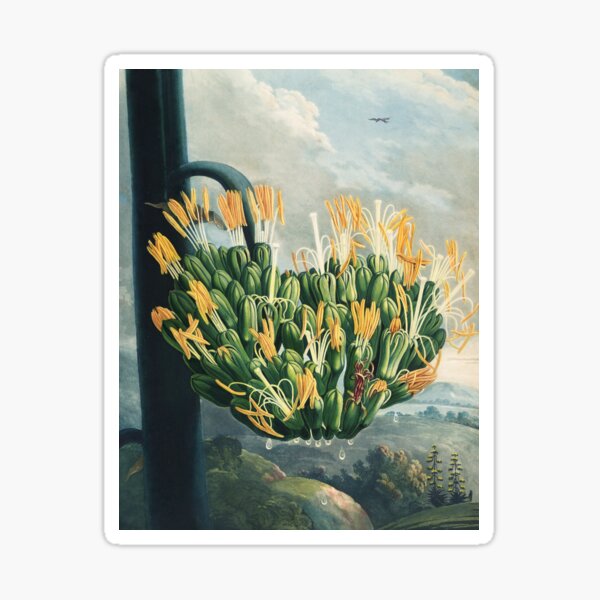 Item preview, Vintage Agave Botanical Illustration by Robert John Thornton designed and sold by InnerCitadel.